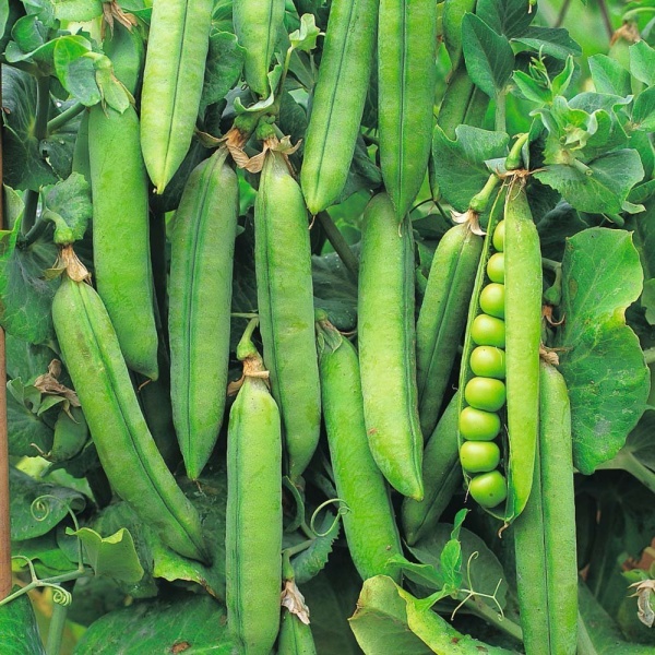 peas in Egypt