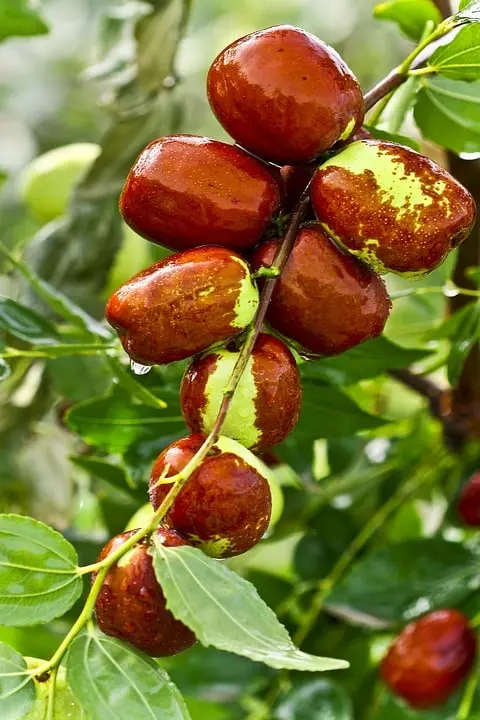 dates in Egypt